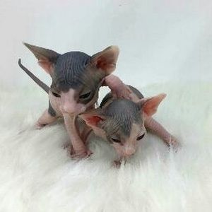 Meet your Posher, Alice